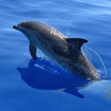 Der Delfin als Krafttier - Element Wasser | Lebensfreude - Optimismus, Zuversicht, Leichtigkeit und positive Energie