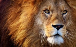 Der Löwe als Krafttier - Element Feuer | Autorität - Kraft, Macht und Stärke